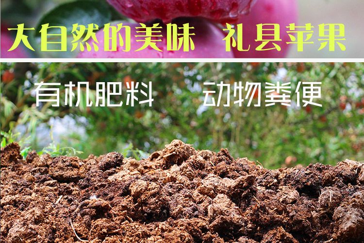  甘肃礼县花牛苹果新鲜采摘当季水果宝宝休闲辅食整箱包邮批