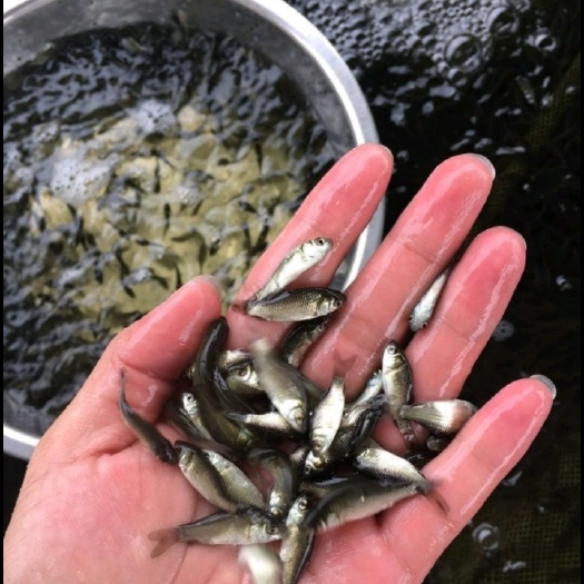 重庆市 优质黑鱼苗、草鱼苗、鲫鱼苗、黄辣丁苗、小龙虾、桂鱼等各种鱼