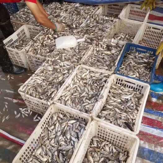 南丰县 饲料鱼，白条白鲢，超级实惠杂鱼，喂甲鱼喂螃蟹优选