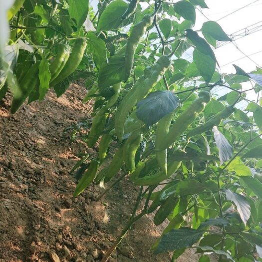 滦南县 尖椒 川椒 螺丝椒 甜椒 西红柿等各种应季蔬菜