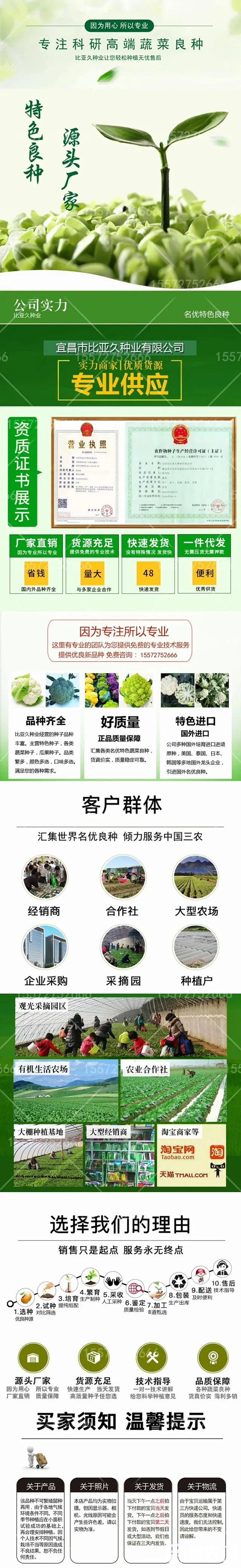 松花菜种子  奇松130越冬松花种子：小米青梗白面全松，抗寒