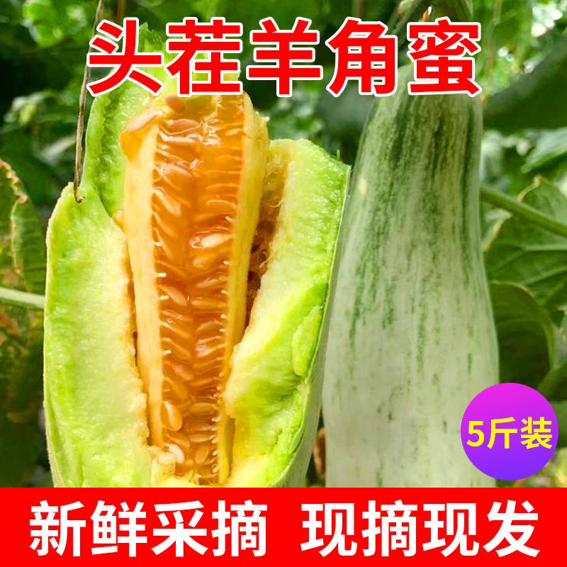 博洋61甜瓜 0.5斤以上