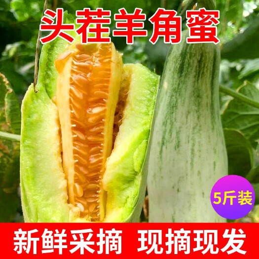 莘县博洋61甜瓜 0.5斤以上