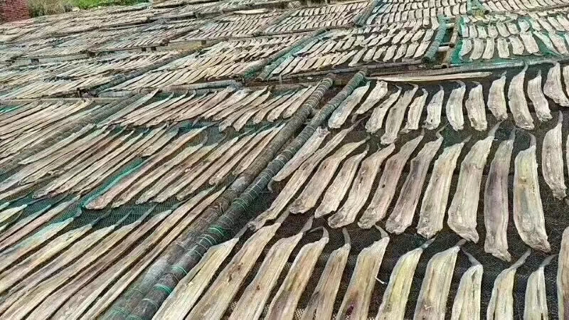 六角恐龙鱼 龙鱼