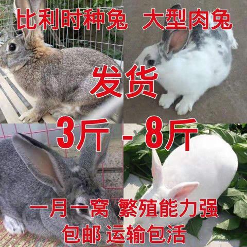 新沂市 比利时新西兰种兔发货2到8斤包邮运输包活可繁殖大兔子活体