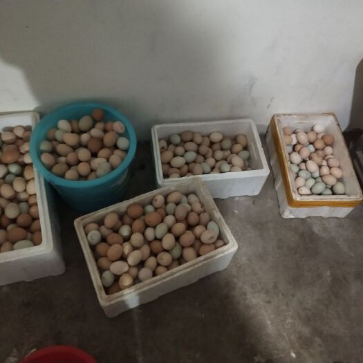 沂水县绿壳鸡蛋 食用 散装