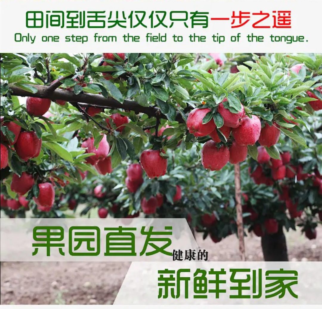  甘肃礼县花牛苹果新鲜采摘当季水果宝宝休闲辅食整箱包邮批