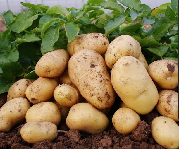  土豆原产地，农户直销