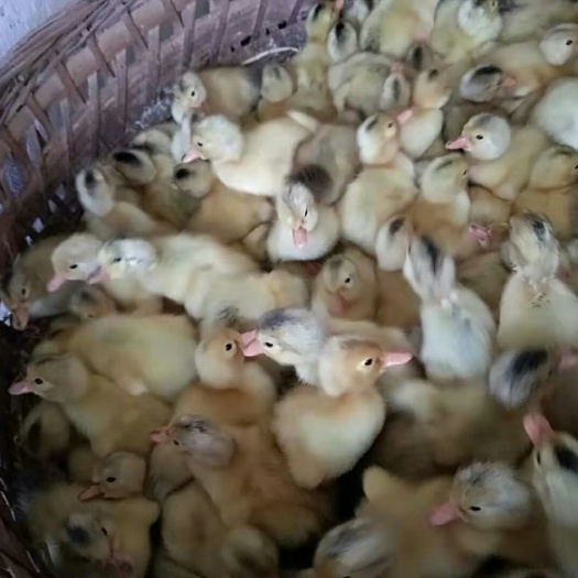 常德蛋鸭苗