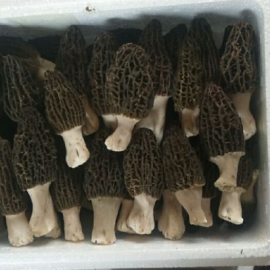 卢龙县 欢迎大家选购，现采羊肚菌