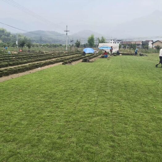 郴州 兰引三号