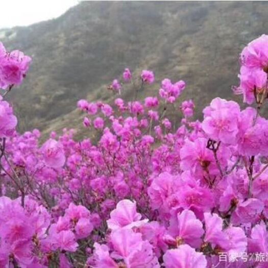 凤城市 出售金达莱 映山红苗