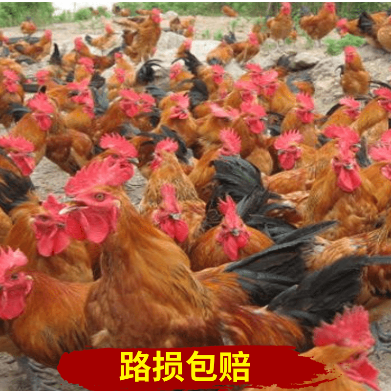  红瑶鸡苗  土鸡苗  纯种