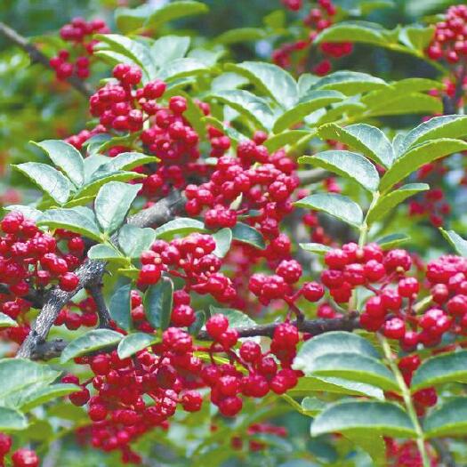 汉源县 汉源花椒 大量批发