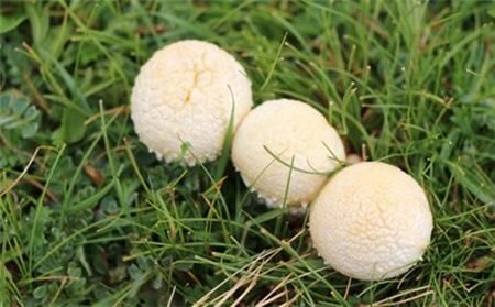 哈尔滨草菇菌种 山丁子蘑菇母种出售，食用菌栽培，山钉子蘑菇一级菌，量大需预约