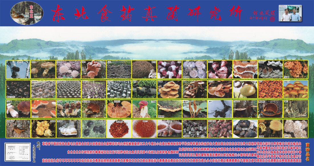 绣球菌菌种母种出售，食用菌一级菌试管菌，量大需要预约