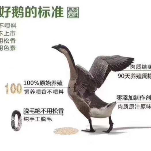 佛山 广东清远黑棕鹅