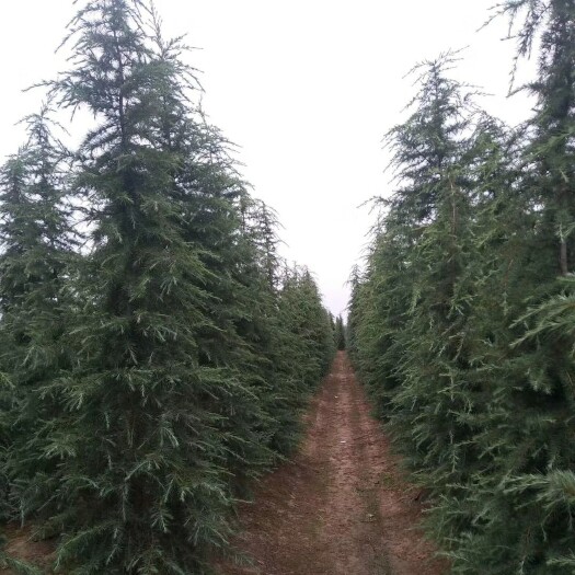 汝南县 雪松直销