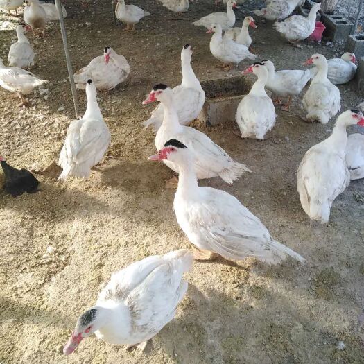 滕州市 白色番鸭