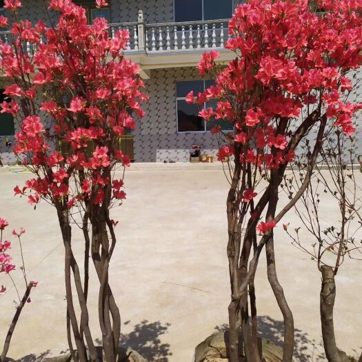 岳西县映山红 1~1.5米