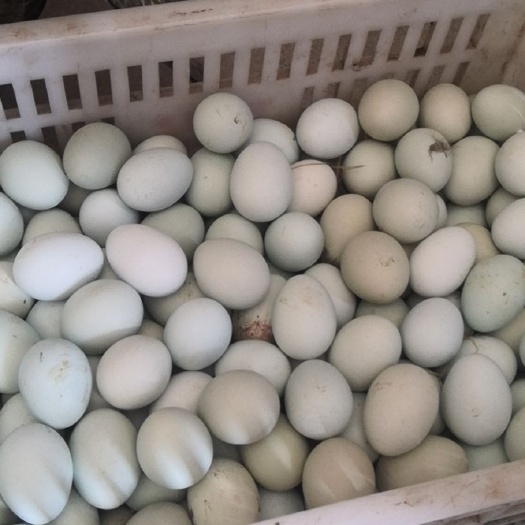 抚州 土鸡绿壳种蛋常年供应受精率高的青脚土鸡种蛋