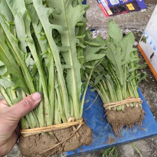 博白县青油麦 博白甜麦菜苗