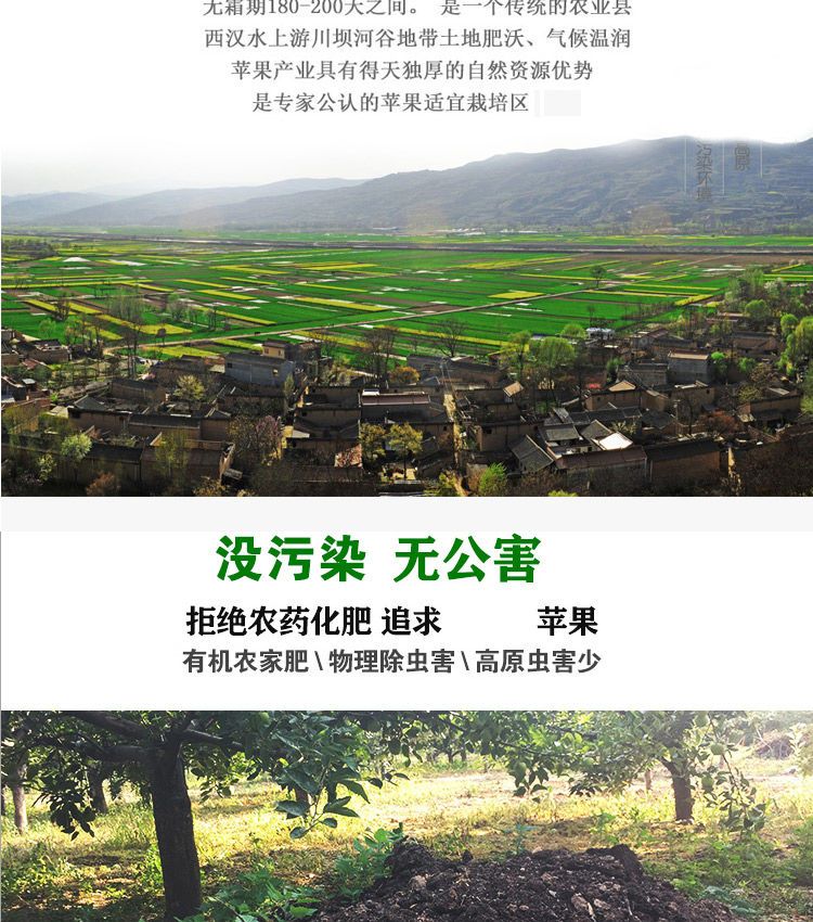  甘肃礼县花牛苹果新鲜采摘当季水果宝宝休闲辅食整箱包邮批