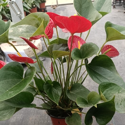 漳平市红掌鲜切花 红掌鸿运当头盆栽防辐射绿植室内四季开花花卉办公室客厅观花植物