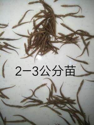 杭州刺鳅鱼苗 肉质鲜美 活力生猛
