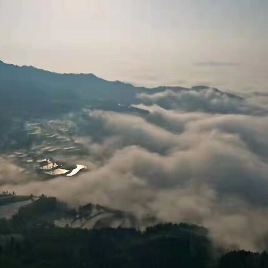 张家界高山绿茶 天然无污染 高山龙须莓茶