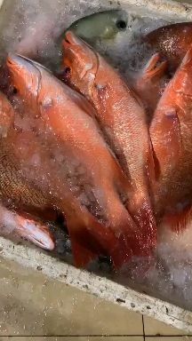 湛江红石斑鱼 鲜冻红鱼一条1.5斤 湛江产地
