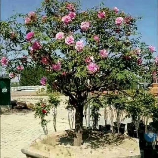 洛阳 大型牡丹树