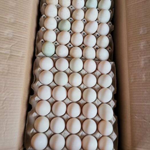 济南 种蛋，受精蛋，麻鸭蛋，65g以上，保证90%受精率