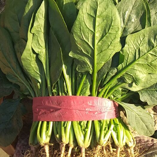 邯郸菠菜，小菠菜。基地直销，商超对接。