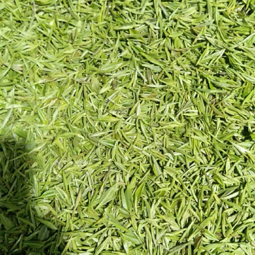 保康县保康绿茶 茶香