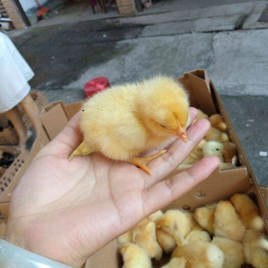 广州 三黄鸡苗