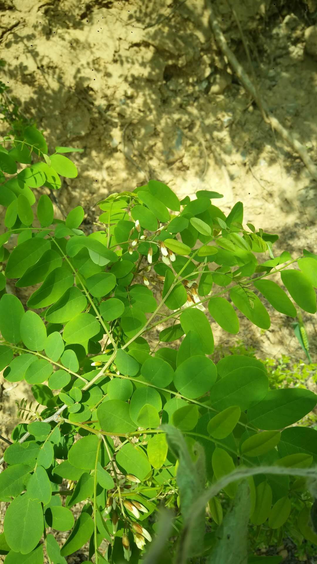 槐树花 含苞待放