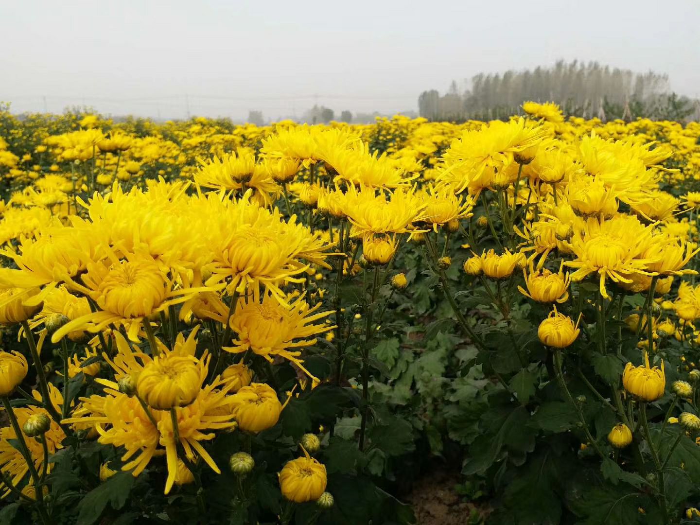 金丝皇菊苗 基地现货大量出售金丝皇菊花种苗，易种植，产量高，效益好！