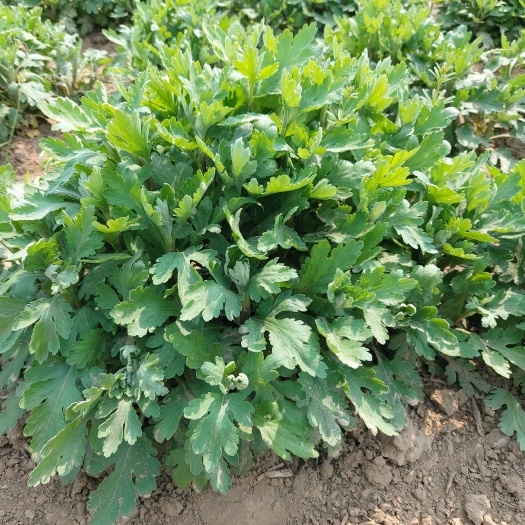 曹县金丝皇菊苗 基地现货大量出售金丝皇菊花种苗，易种植，产量高，效益好！