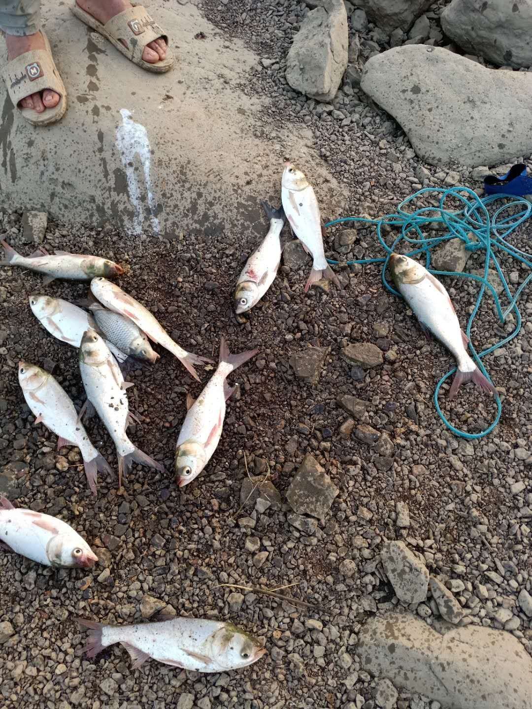  大量供应白鲢鱼苗，价格适中，质量保证