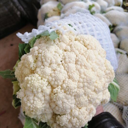 邯郸花菜  河北邯郸松花大量上市