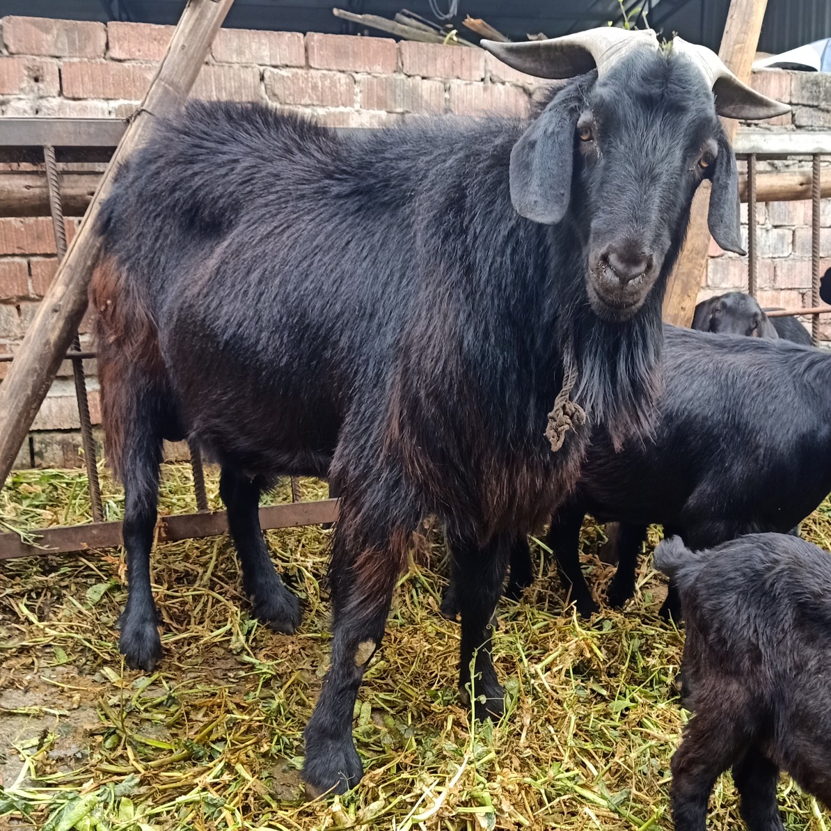 金堂努比亚黑山羊四季引种品种互换,特大努比亚种公怀孕母羊!