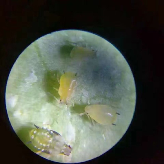 植物病害诊断仪  手机显微镜