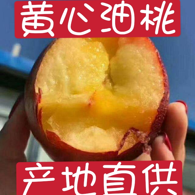 曙光油桃  油桃   山东油桃批发，中油四号油桃产地直销