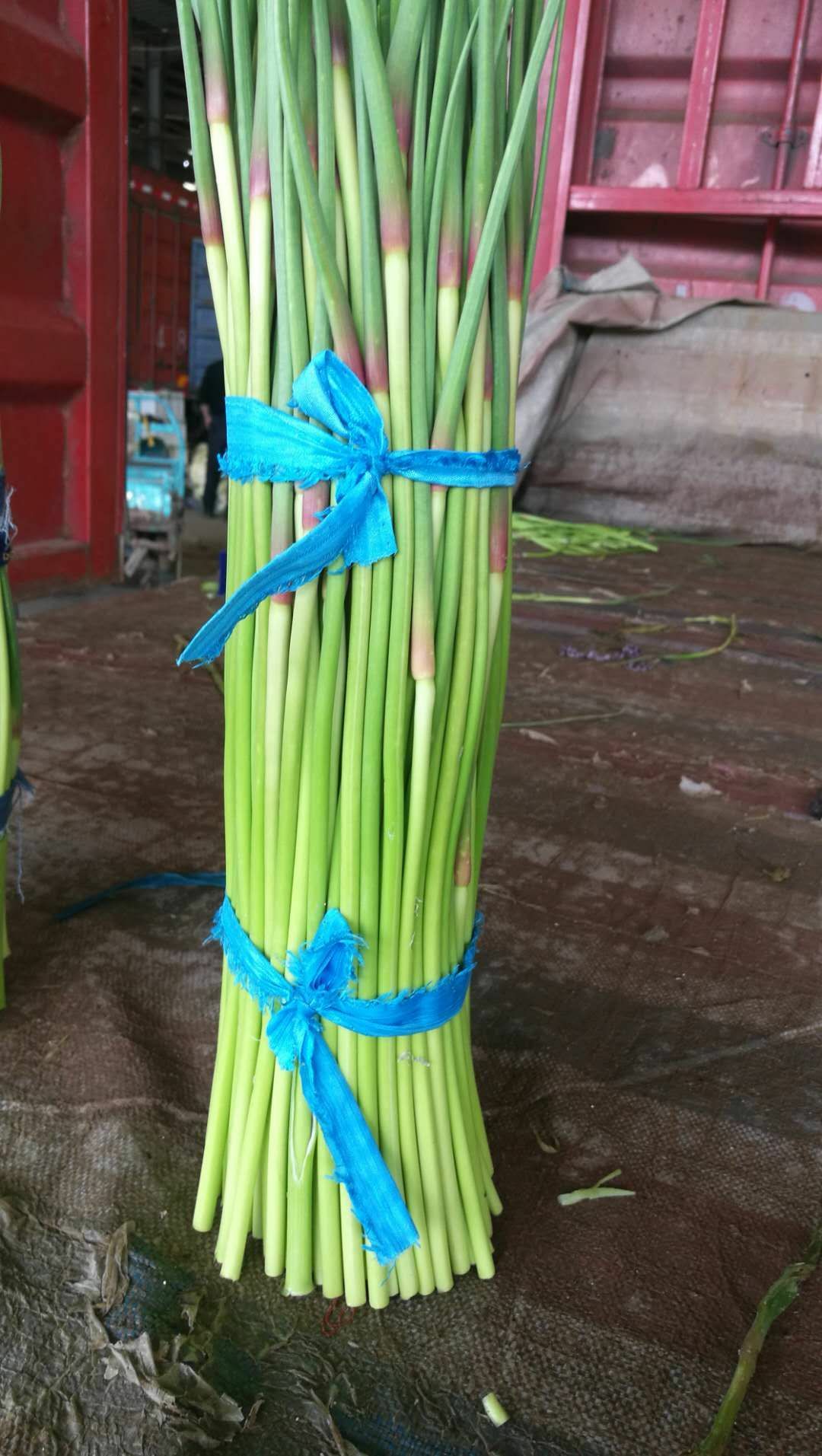 红帽蒜薹 新鲜蒜台大量上市