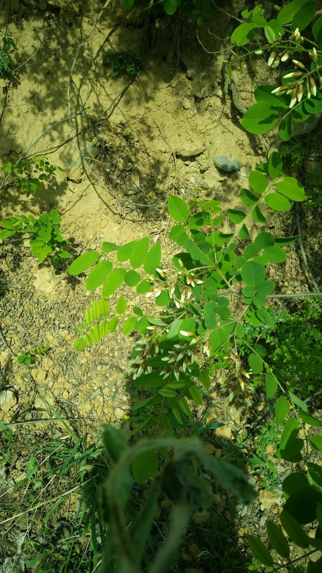 槐树花 含苞待放