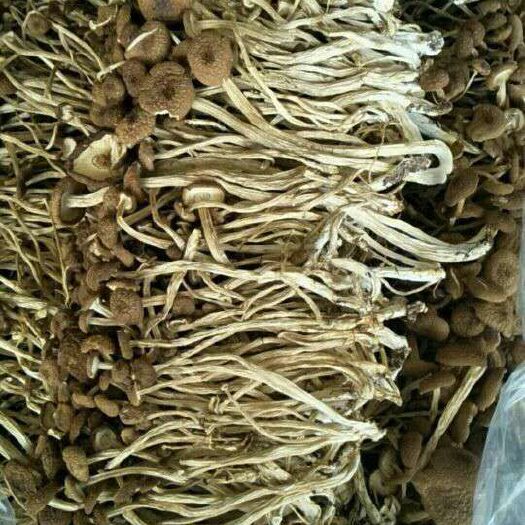 古田县新货自产不开伞茶树菇茶新姑香菇农家5号姑3号姑古田土特产