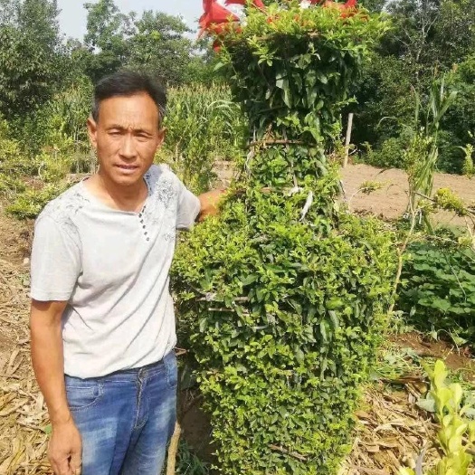 新安县小叶黄杨苗 量大优惠，现在不是时候，等到10月以后温度低了就可以。