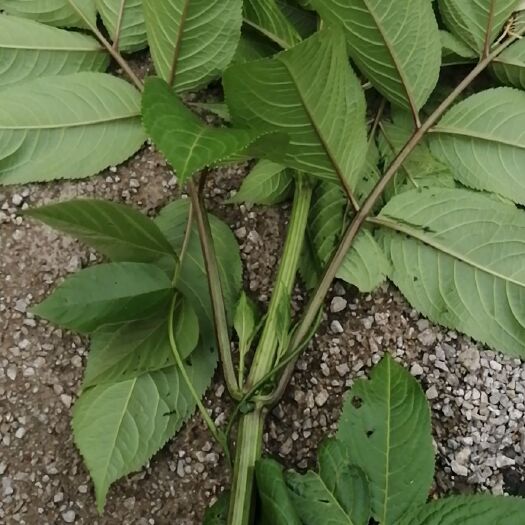 龙陵县 血满草，接骨木