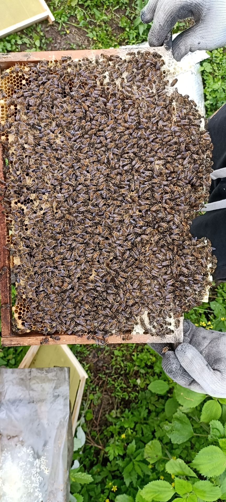 中蜂蜂群出售 蜜蜂蜂群 带仔脾蜂王 蜜蜂活体 中蜂蜂群